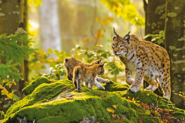 © Hans - Fotolia.com