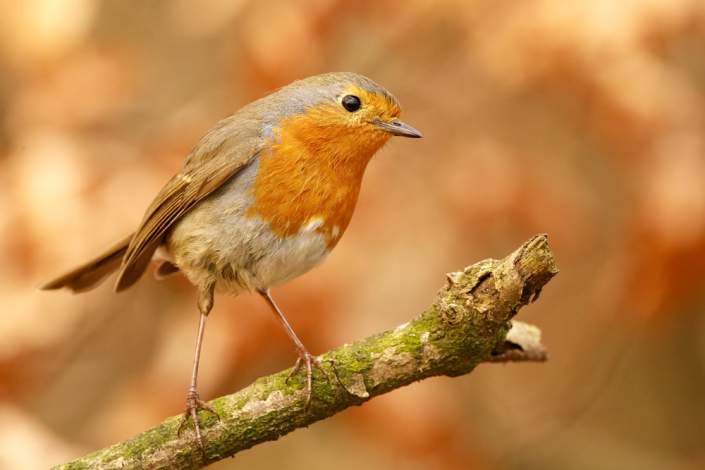 Rotkehlchen (Erithacus rubecula)