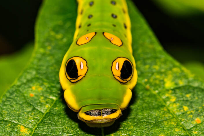 Spicebush Swallowtail Caterpillar (Papilio troilus)